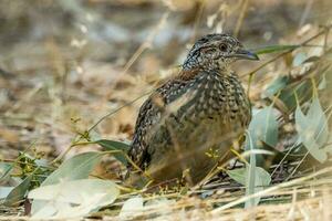 dipinto quail nel Australia foto
