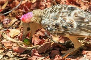 grande Bowerbird nel Australia foto