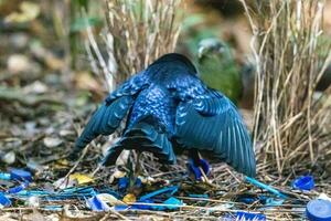 raso Bowerbird nel Australia foto