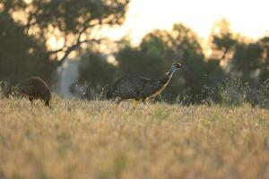 emu endemico uccello di Australia foto