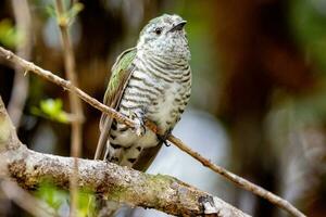 splendente bronzo cuculo nel australasia foto