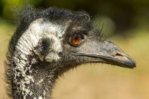 emu endemico uccello di Australia foto