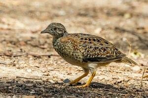 dipinto quail nel Australia foto