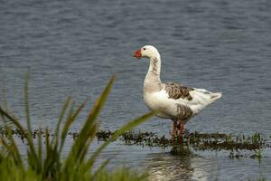 greylag Oca nel australasia foto