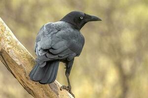 torresiano corvo nel Australia foto