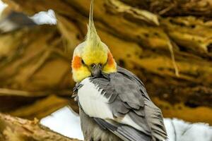 cockatiel nel Australia foto