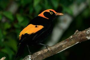 reggente Bowerbird nel Australia foto