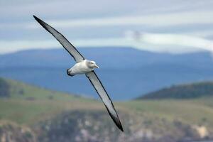 di salvino mollymawk albatro foto