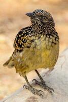 occidentale Bowerbird nel Australia foto