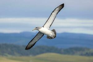 meridionale reale albatro nel australasia foto