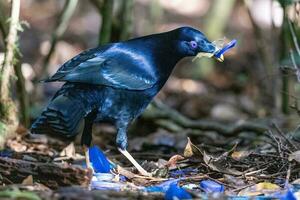 raso Bowerbird nel Australia foto