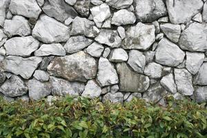 vecchio muro di roccia con pianta verde foto