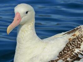 di Gibson vagare albatro nel nuovo Zelanda foto