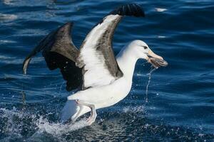 dalle sopracciglia nere albatro nel australasia foto