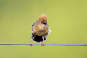 dalla testa d'oro cisticola nel Australia foto