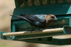 dai capelli castani cowbird nel Stati Uniti d'America foto