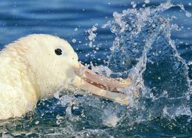 di Gibson vagare albatro nel nuovo Zelanda foto