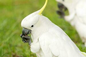 crestato di zolfo cacatua nel Australia foto