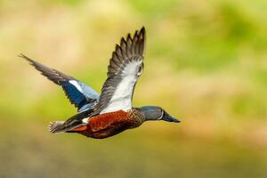 australiano shoveler anatra foto