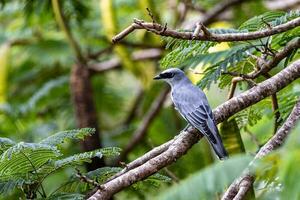 dal ventre bianco cuckooshrike nel Australia foto