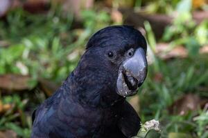 coda rossa nero cacatua nel Australia foto