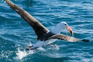 dalle sopracciglia nere albatro nel australasia foto