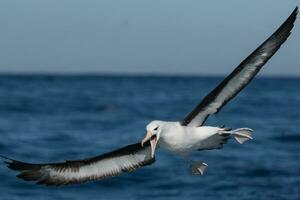 dalle sopracciglia nere albatro nel australasia foto