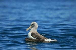 di salvino mollymawk albatro foto