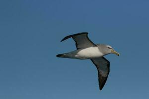 di salvino mollymawk albatro foto