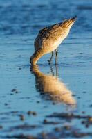 bar-tailed Pittima nel australasia foto