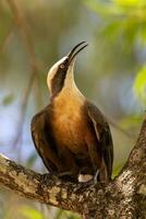 dalla corona grigia babbler nel Australia foto