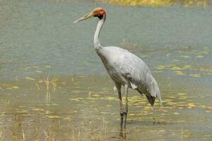 brolga gru nel Australia foto