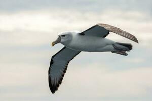 di salvino mollymawk albatro foto