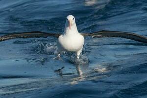 dalle sopracciglia nere albatro nel australasia foto