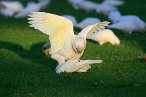 poco corella nel Australia foto