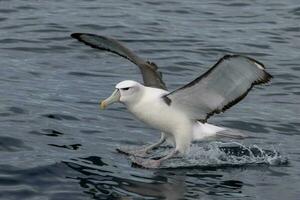 berretto bianco mollymawk albatro foto