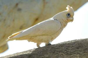 poco corella nel Australia foto