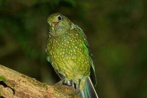 verde uccello gatto nel Australia foto