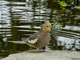 cockatiel nel Australia foto