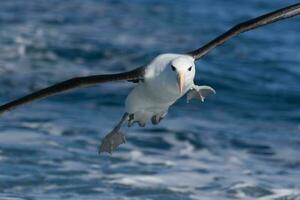 dalle sopracciglia nere albatro nel australasia foto