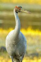 brolga gru nel Australia foto