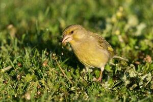 europeo verdone uccello foto