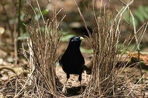 raso Bowerbird nel Australia foto