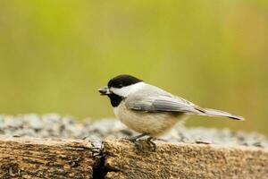 carolina chickadee nel Stati Uniti d'America foto