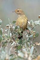 striato fieldwren nel Australia foto