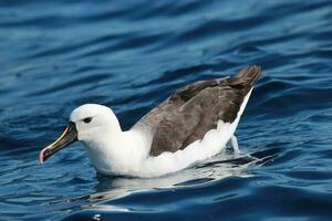 orientale dal naso giallo albatro foto