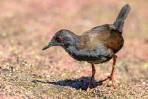 immacolato crake nel australasia foto