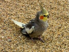 cockatiel nel Australia foto