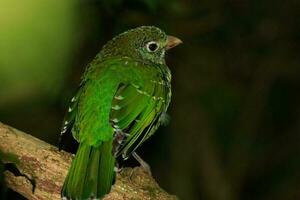 verde uccello gatto nel Australia foto