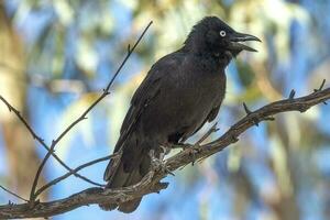 poco corvo nel Australia foto